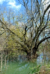 fall tree in water filled creek blue sky