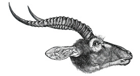 female antelope of the shooli country africa historical illustra