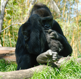 female gorilla hugs baby in her arms