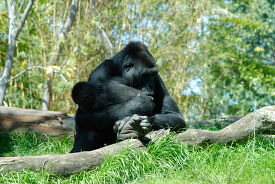 female gorilla nuturing and protecting young gorilla 173A