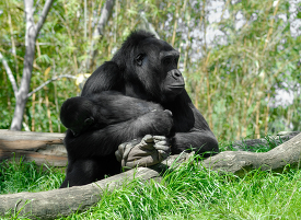 female gorilla nuturing and protecting young gorilla 179