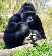 female gorilla nuturing and protecting young gorilla 183b