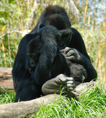 female gorilla nuturing and protecting young gorilla 187a