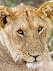 female lion closeup kenya africa picture_116a