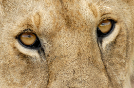 female lion closeup of eyes kenya africa