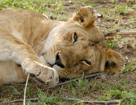 female lion resting with head on the ground kenya africa picture