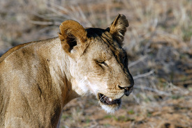 female lion walking in the wild kenya