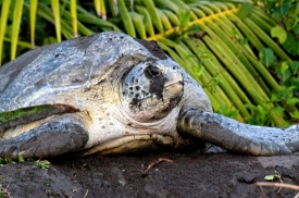 Female Sea Turtle Laying Eggs Costa Rica