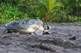 female-sea-turtle-laying-eggs-costa-rica-267