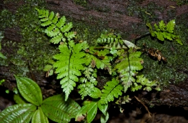 Fern Fronds Growing In Rain Forest Costa Rica