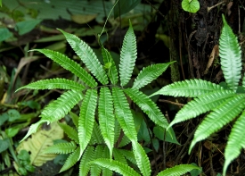 Ferns Growing Rainforest Costa Rica