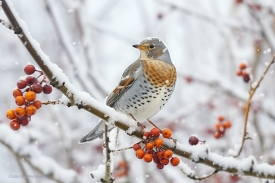 Fieldfare bird on a snowy day sits in a tree