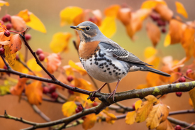 Fieldfare bird perched on the branch surrounded by autumn orange