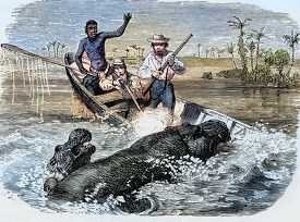 fighting off hippos in an african river historical illustration 