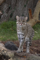 Fishing Cat at a zoo exhibit