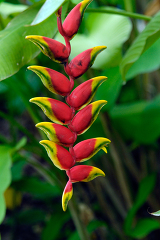 Flower of the Lobster Claw Heliconia plant