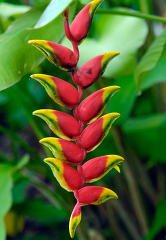 Flower-of-the-Lobster-Claw-brazil-09B