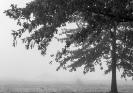 fog fills background of field large tree with fall folliage