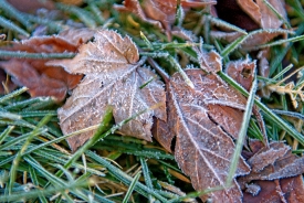 folliage on grass with ice winter
