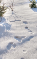 foot steps in the snow winter