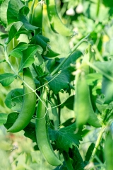 fresh peas growing in garden with ripe pods