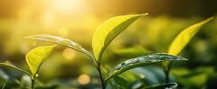 Fresh Tea Leaf Glistening With Dewdrops in Morning Light