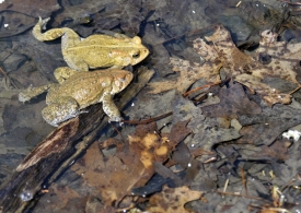 frog two yellow  american toad in pond 45