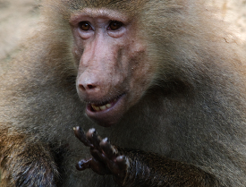 front view closeup of a baboon shows front hand and fingers