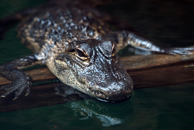 front view closeup of an alligator on log