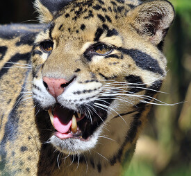 front view closeup of leopard shows teeth