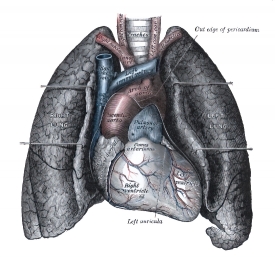 front view of heart and lung human anatomy