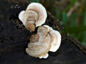 Fungus growing on tree costa rica