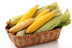 garden corn freshly picked and placed in a basket