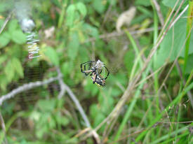 Garden spider weaving web