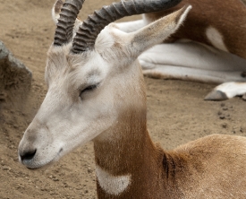 gazelle eyes closed