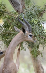 gerenuk eating tree leaves 350A
