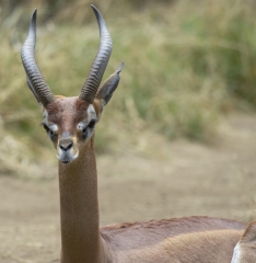 gerenuk front view with vegetation in background