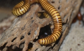 giant african largest millipede