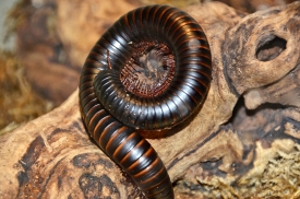 giant african millipede curled up
