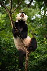 Giant Panda Bei Bei in a tree