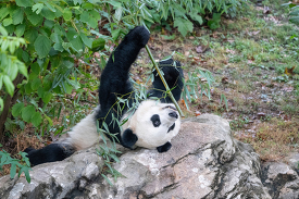 Giant panda Bei Bei laying on his back on a rock
