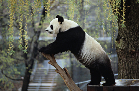 Giant Panda leaning on a piece of wood at zoo