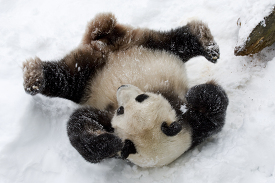 Giant Panda playing in the snow