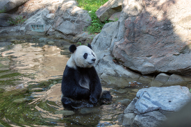 Giant Panda sits in a small water pond