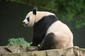 Giant Panda sitting on large rock 