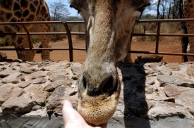 Giraffe Center Nairobi Kenya