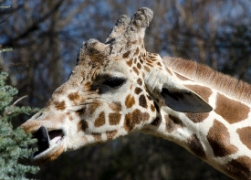 giraffe eating tree leaves