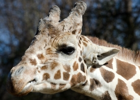 giraffe face closeup