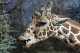 giraffe mouth open to eat leaf