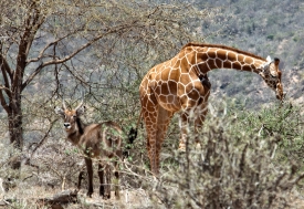 giraffe-kenya-africa-photo-image